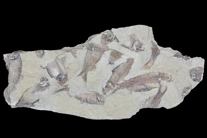 Fossil Fish (Gosiutichthys) Mortality Plate - Lake Gosiute #68422